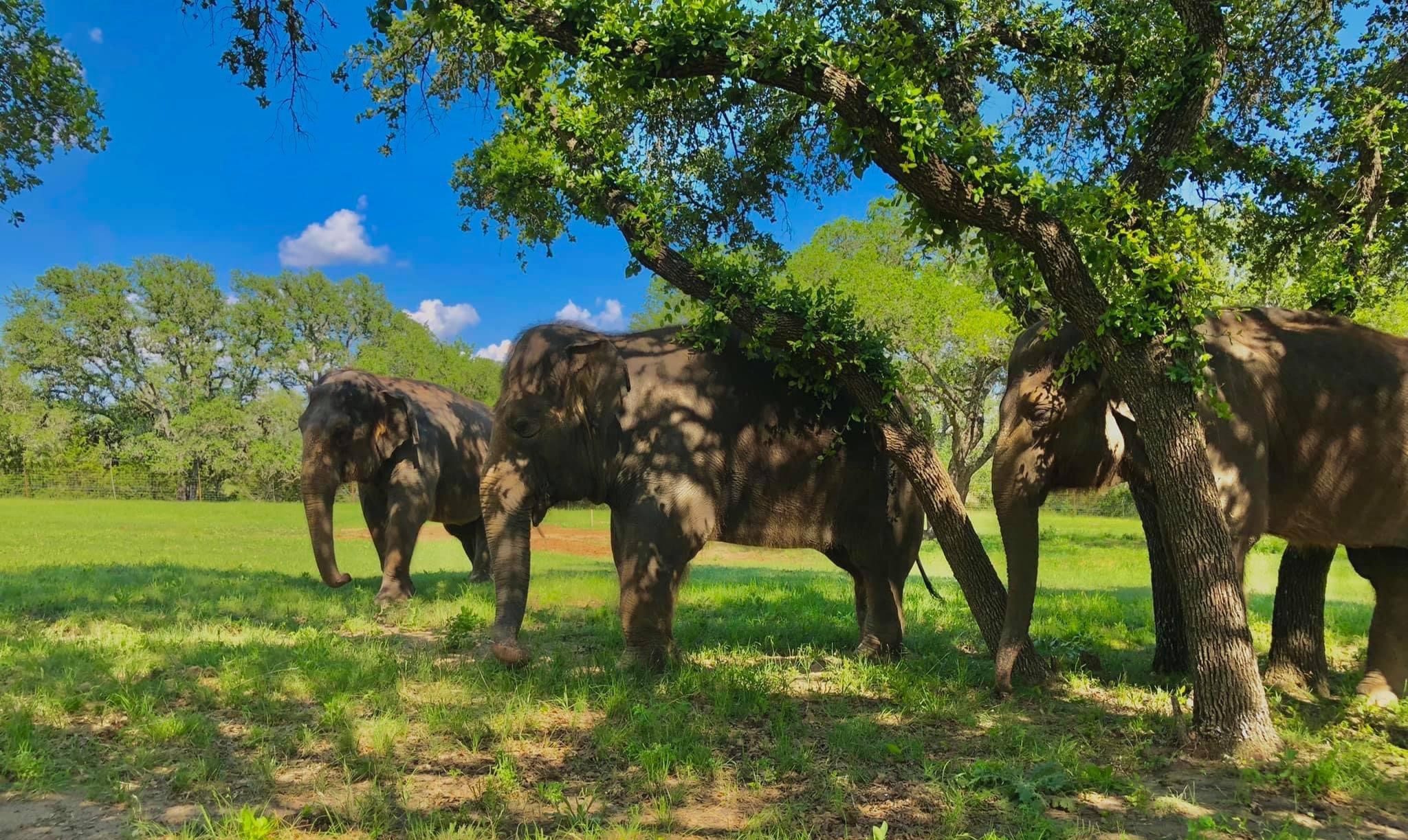 elephants grazing on a lush green field