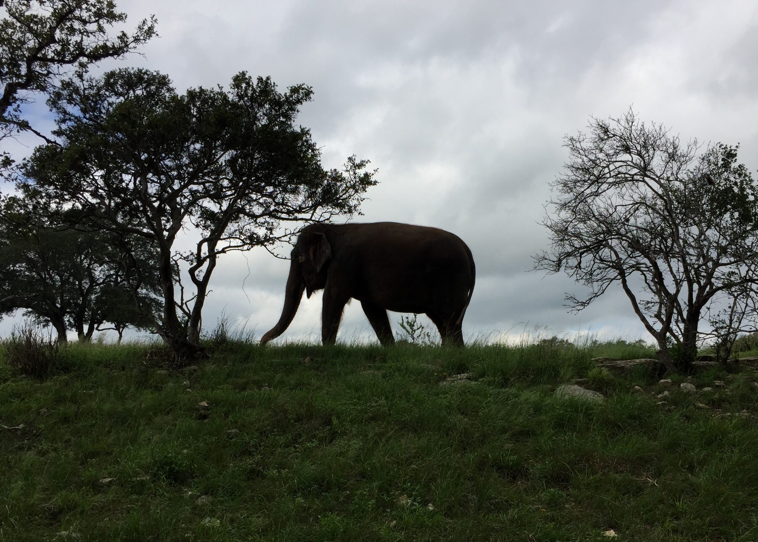 a cow standing on top of a lush green field